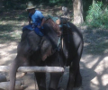 Elephant training methodology on display